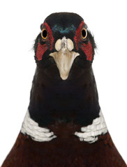 Close up of Male European Common Pheasant, Phasianus colchicus, against white background