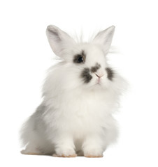 Obraz premium Rabbit sitting in front of white background