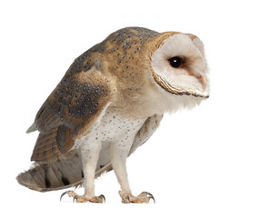 Barn Owl, Tyto alba, 4 months old, standing against white background