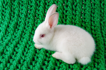 White rabbit on green background