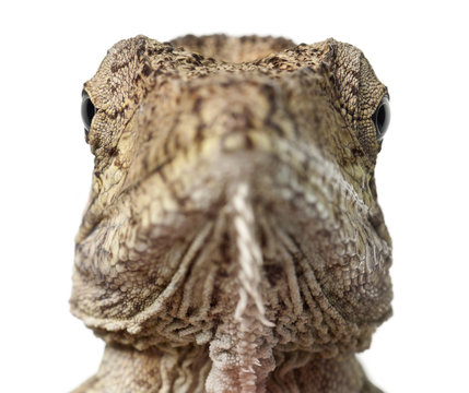Oriente Bearded Anole or Anolis porcus, Chamaeleolis porcus, Polychrus is a genus of lizards, commonly called bush anoles, portrait and close up against white background