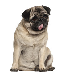Pug, 4 years old, sitting against white background