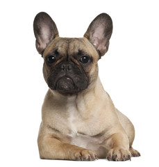 French Bulldog, 8 months old, lying against white background