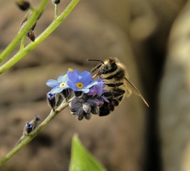 What belongs together: Bees and blossoms