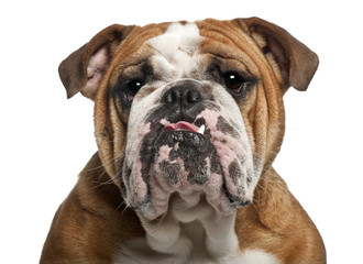 Obraz premium English Bulldog (10 months old)