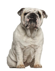 Obraz premium English Bulldog, 2 years old, sitting against white background