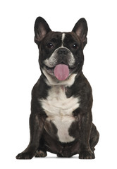 Fototapeta premium French Bulldog (18 months old)