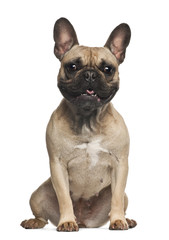 Obraz premium French Bulldog (18 months old)