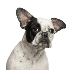 Obraz premium French Bulldog