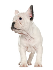 French Bulldog puppy (8 months old)