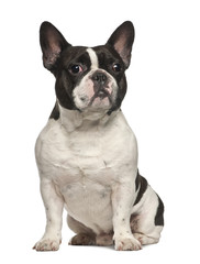 Fototapeta premium French Bulldog