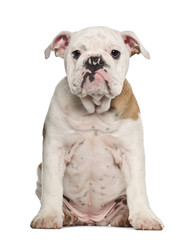 Obraz na płótnie Canvas English Bulldog puppy (4 months old)