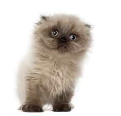 Portrait of Highland fold kitten, 5 weeks old, against white background