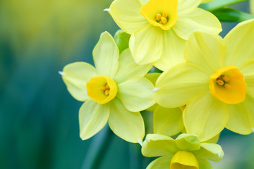 flowers in the garden