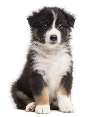 Australian Shepherd puppy sitting and looking away against white background