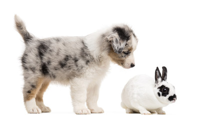 Australian Shepherd puppy playing and looking at a Dalmatian rabbit, against white background
