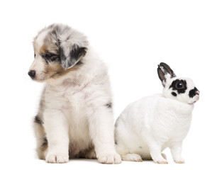 Australian Shepherd puppy and Dalmatian Rabbit sitting against each other in front of white background