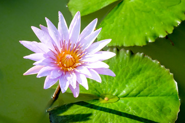 lotus flower in the garden