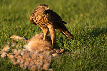 Northern goshawk