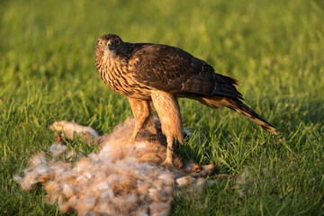 Northern goshawk