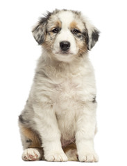Obraz premium Australian Shepherd puppy, 8 weeks old, sitting and portrait against white background