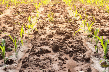 Seeds of Corn