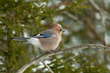 beautiful bird Jay with bright colorful feathers