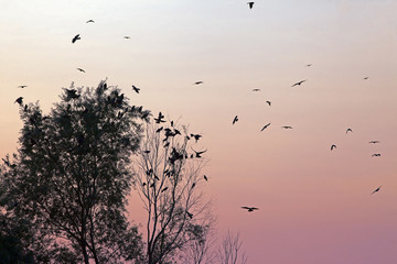 a flock of birds on a background of deep red sunset