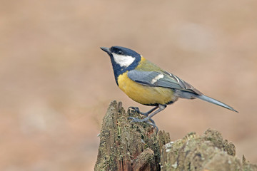 bright colorful titmouse sitting on a stump
