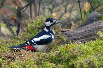 woodpecker with bright colorful plumage in the forest