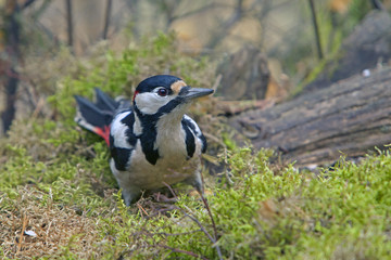 woodpecker with bright colorful plumage in the forest