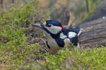 woodpecker with bright colorful plumage in the forest