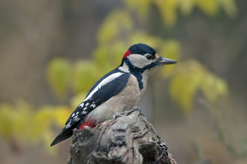 woodpecker with bright colorful plumage in the forest