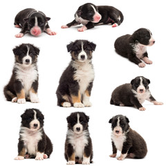 Evolution of an Australian shepherd puppy, 1 days to 2 months old, against white background