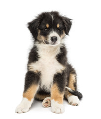 Australian Shepherd puppy, 2 months old, sitting and looking away against white background