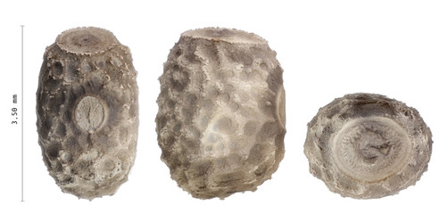 Egg of stick insects - Pseudophasma rufipes