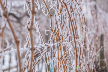 Obraz premium Vesszők II.