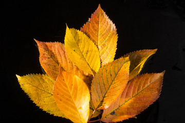 autumn leaves on table