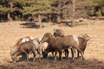 Rocky Mountain Bighorn Sheep Rutting in Fall