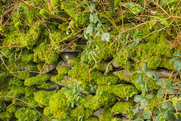 stone fence with moss