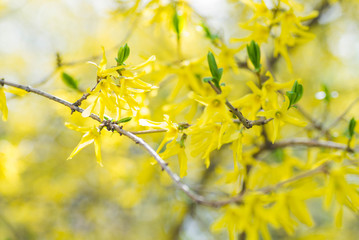 Yellow Forsythia bush