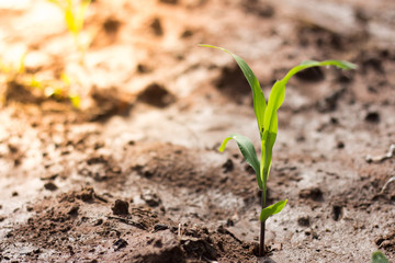 Young Seeds of Corn