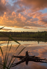 Old snag on the lake