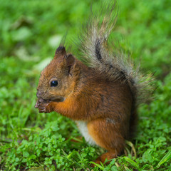 Naklejka na ściany i meble Squirrel eats a nut