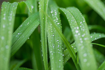 Raindrops on green leaves