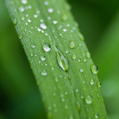 Raindrops on green leaves