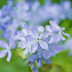 Blue Phlox Subulata flowers