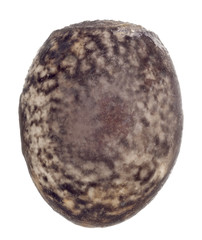 Egg of stick insects - Peruphasma schultei