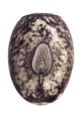 Egg of stick insects - Peruphasma schultei