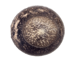 Egg of stick insects - Peruphasma schultei